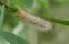 Spilosoma lutea